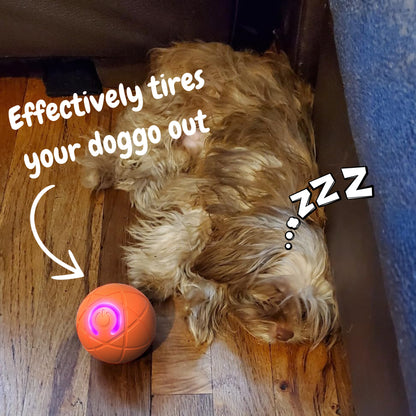 Surprise Your Furry Kid!🎁Pet Bounce Ball for Cats🐱 & Dogs🐶🔥Last Day 60% OFF