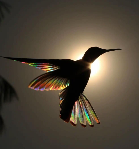 🦜2026 New Upgrade💥Beautiful Hummingbird Necklace with Bonus Earrings – Limited Time Offer
